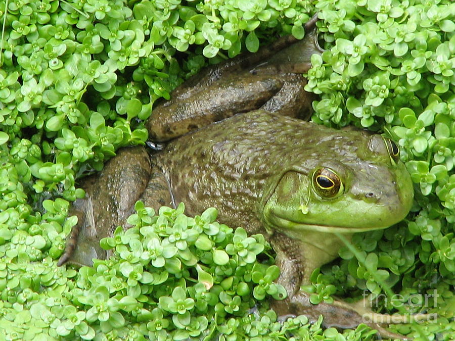 Frog Photograph by DejaVu Designs