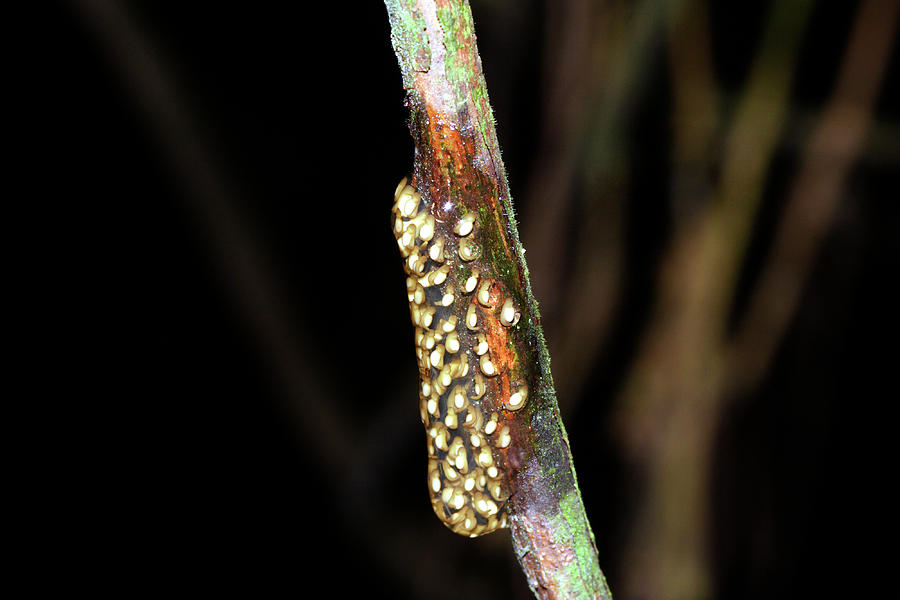 Frog Eggs On A Branch Photograph By Dr Morley Read/science Photo Library