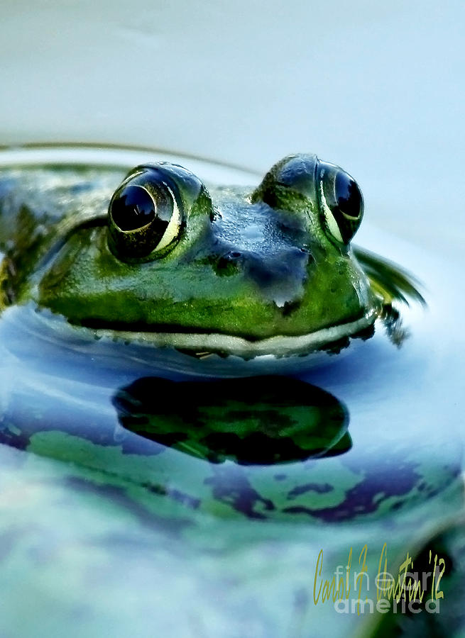 Green Frog I Only Have Eyes For You Home Decor Photograph by Carol F Austin