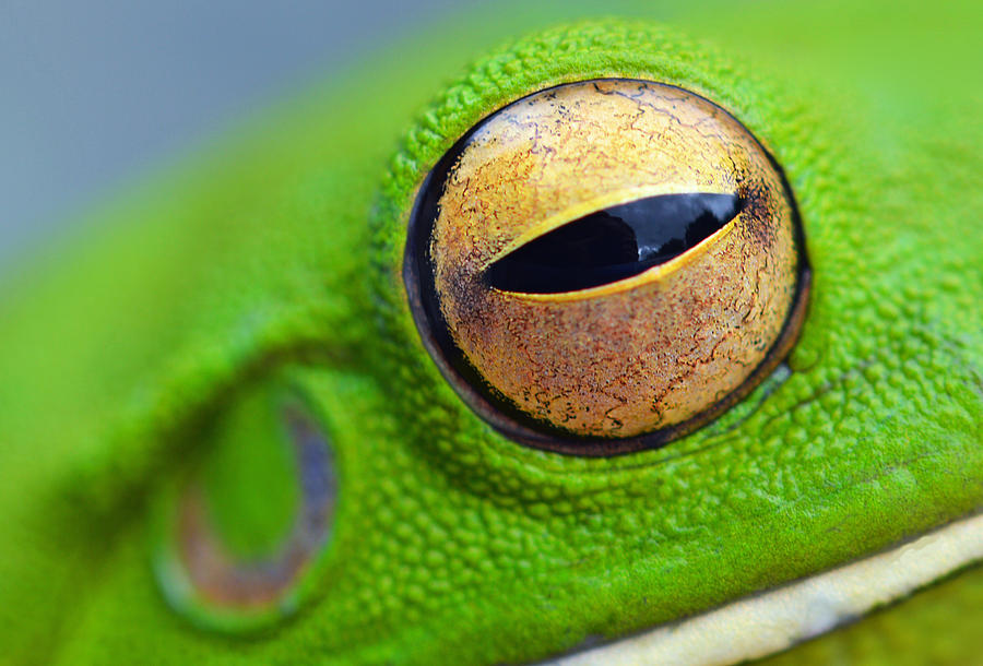 Frog Eye Photograph by David Clode