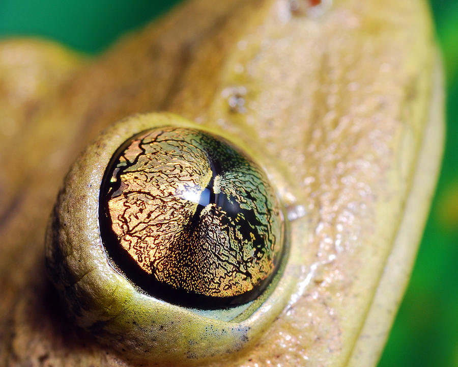 Frog Eye Photograph by Larah McElroy