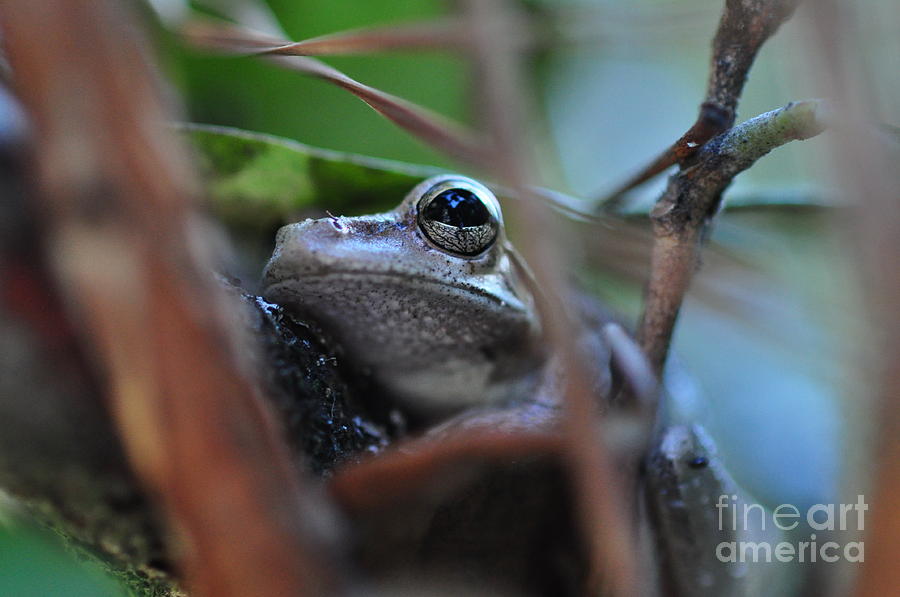 Frog Eye Tree Hidden Photograph by Wayne Nielsen