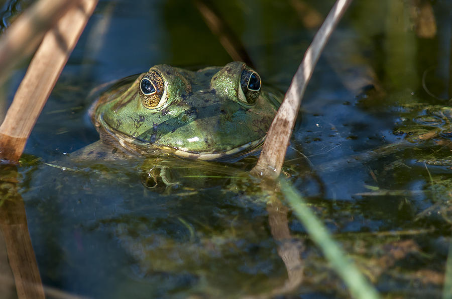 Frog Eyes Photograph by Cathy Kovarik
