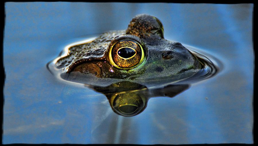 Frog Eyes Photograph
