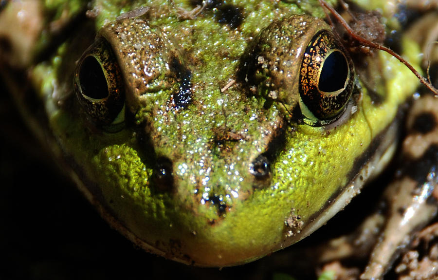 Nature Photograph - Frog Face by Jes Fritze