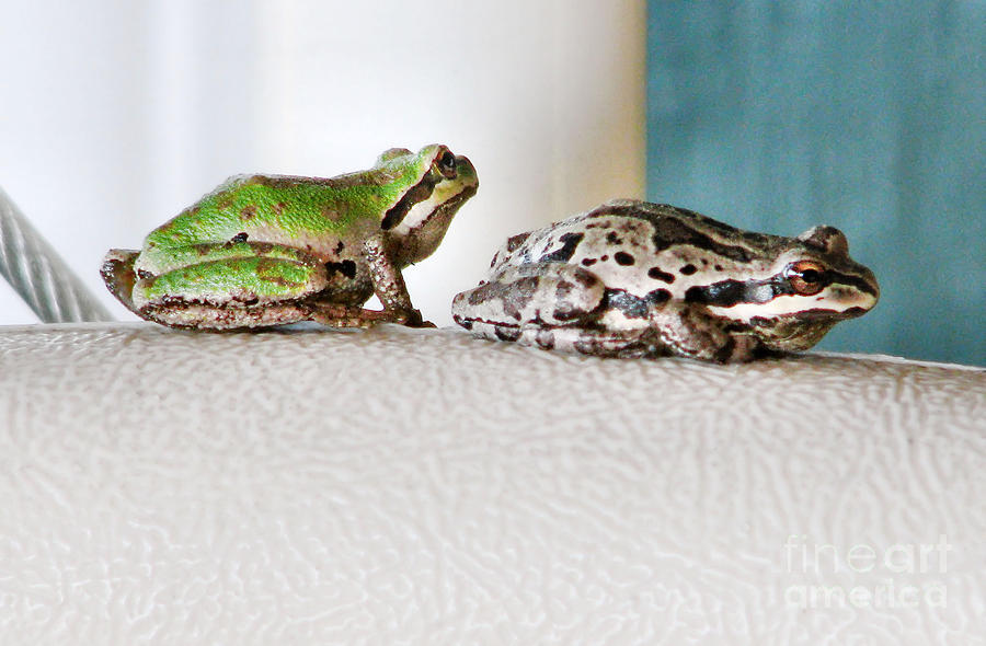 Frog Flatulence - A Case Study Photograph by Rory Siegel