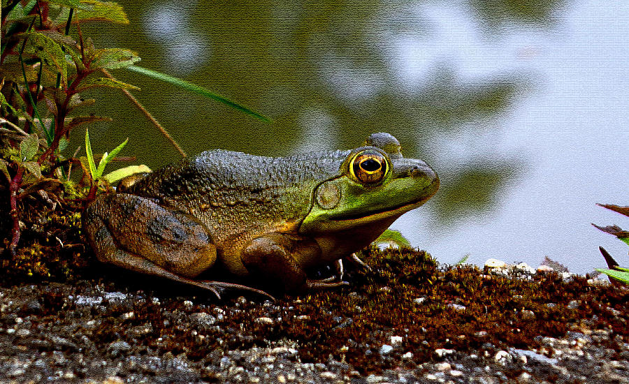 Frog Grains Photograph