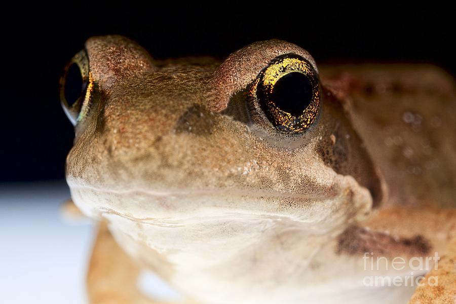 Frog Head Photograph by Frank Fox - Fine Art America