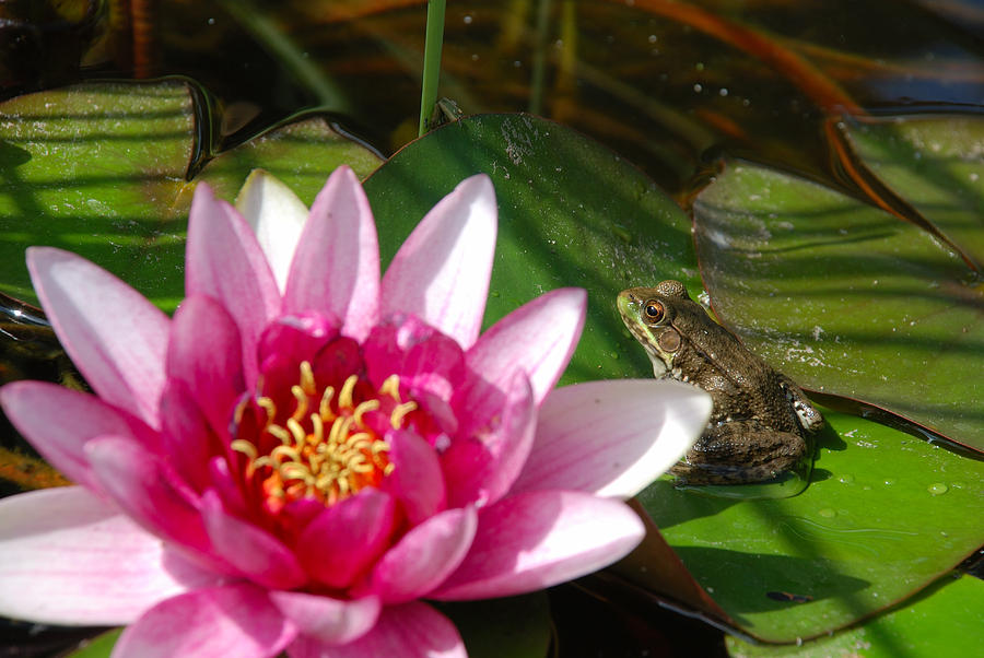 Frog Hiding Behind The Lily Photograph by Janice Adomeit