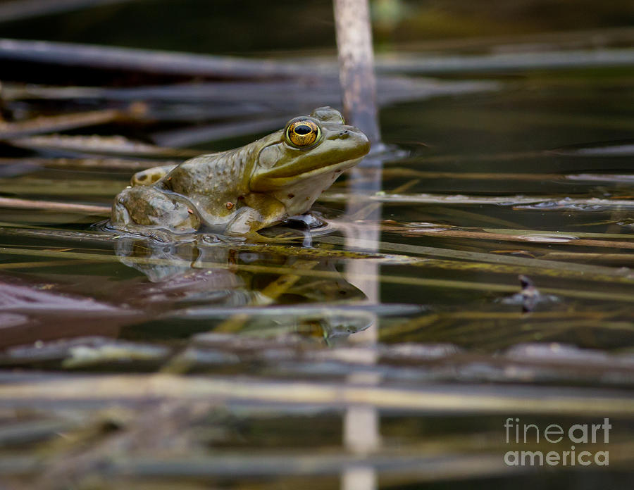Frog II Photograph by Douglas Stucky