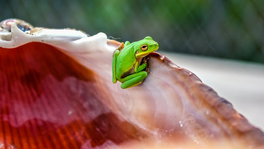 Frog In A Cockle Photograph