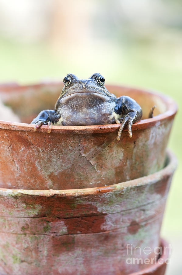 Wildlife Photograph - Frog in a Pot by Tim Gainey