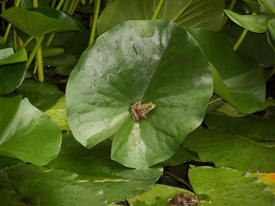 Frog In Center Of Lily Pad Photograph