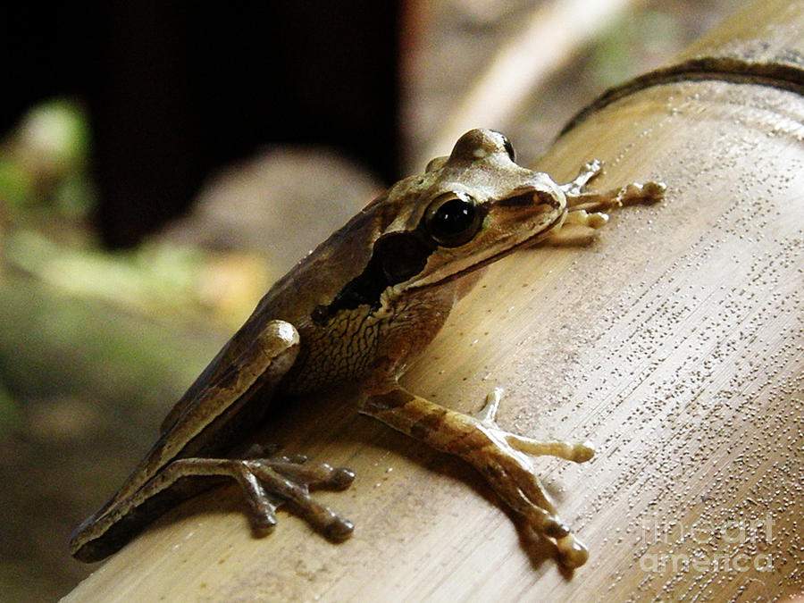 Frog Photograph - Frog in Costa Rica by DejaVu Designs