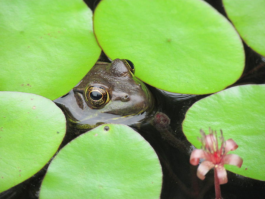 Frog in Lillies in water Photograph by Toni and Rene Maggio