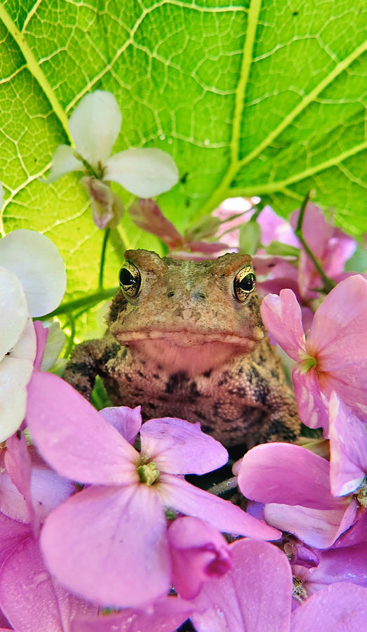 Frog In Love Photograph by Art Dingo