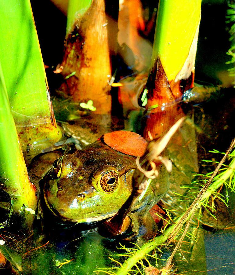 Frog in Pond Photograph by Caroline Stella