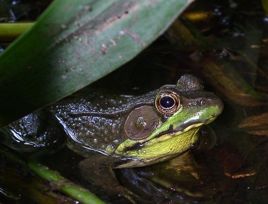 Frog In Pond Photograph by Cleaster Cotton