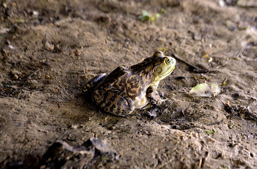 Frog in Profile Photograph by James Potts