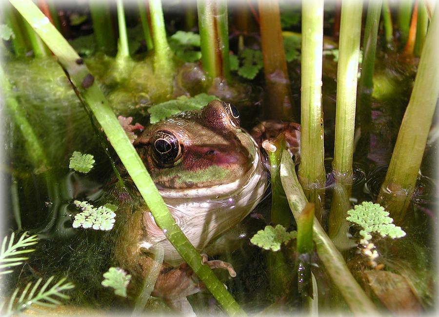 Frog in Shady Slime Photograph by Mike Kling
