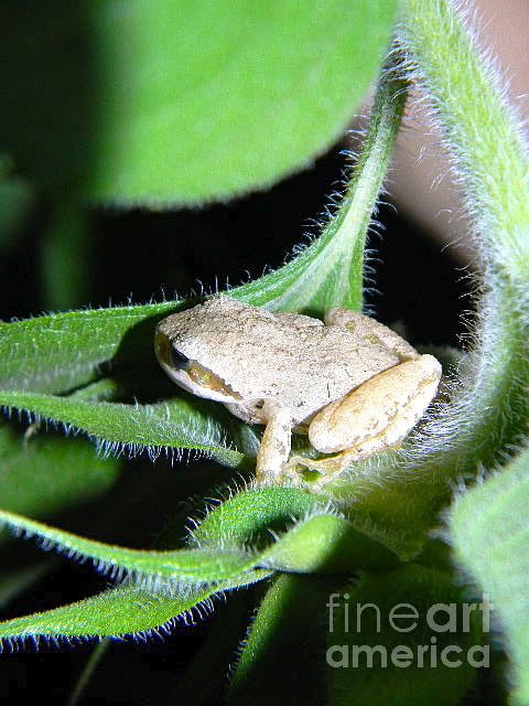 Frog In The Garden Photograph