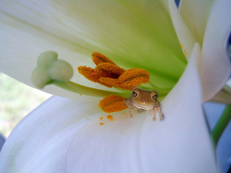 Frog in the Lily Photograph by Judy Hall-Folde