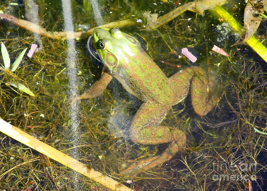 Frog Photograph - Frog in the Pond by Carol Groenen