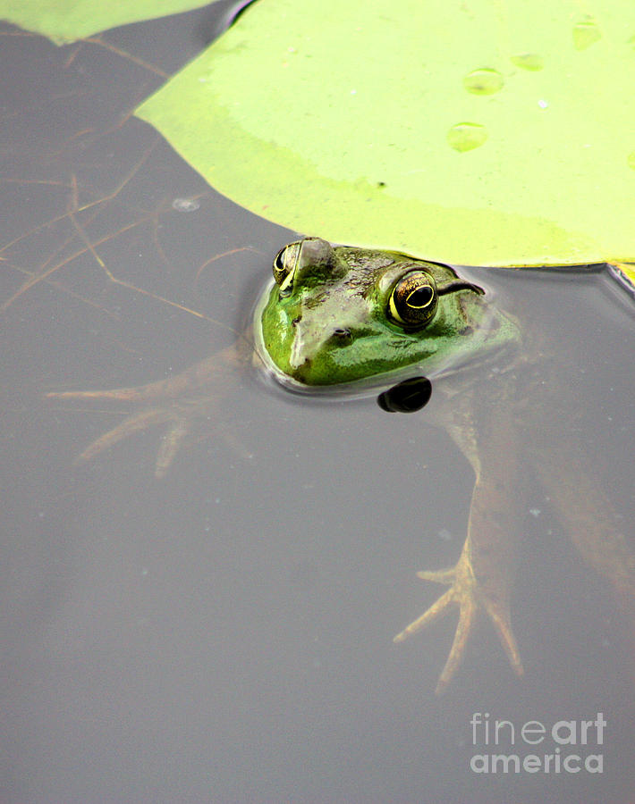 Frog in the Water Photograph by Nick Gustafson
