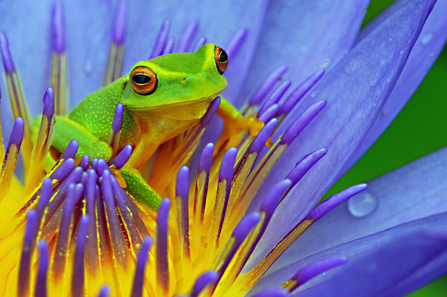 Frog in water lily flower. Photograph by David Clode