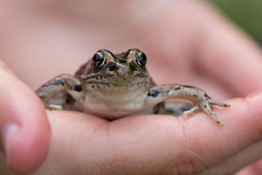 Frog Photograph by Jakub Sisak