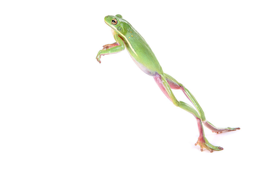 Frog Jumping Photograph by spxChrome