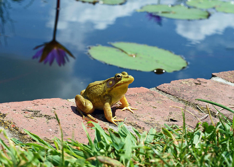 Frog Photograph by Kristen Mohr - Pixels