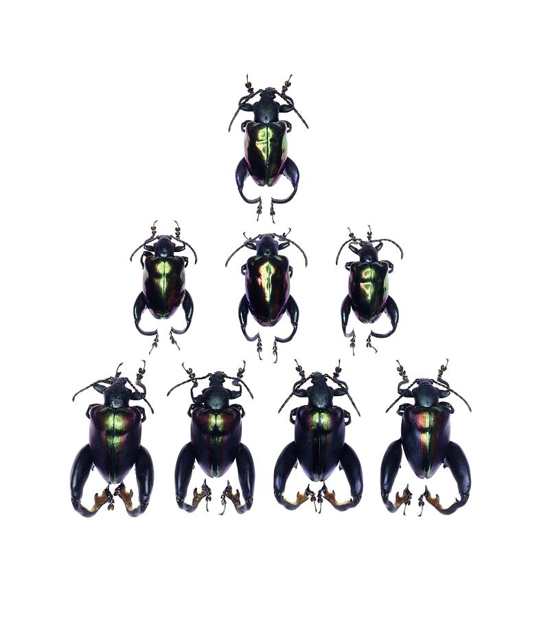 Frog-legged leaf beetles Photograph by Science Photo Library