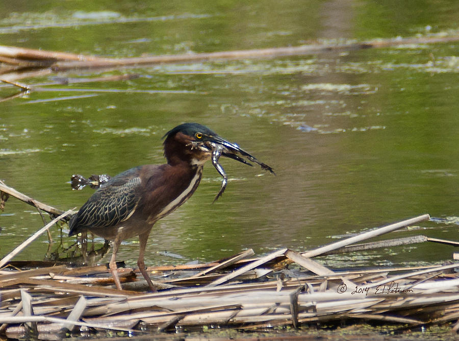 Frog Legs And Green Heron Photograph by Ed Peterson