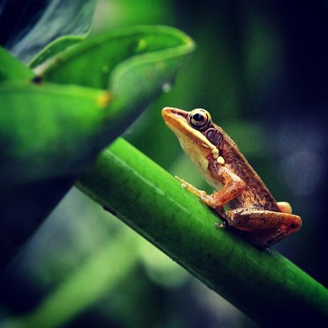 Frog Photograph - Frog #macro #micro #animal #frog #green by Dani Daniar