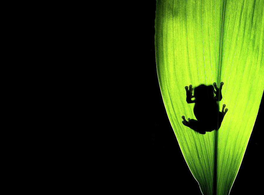 Frog Photograph by Markbridger