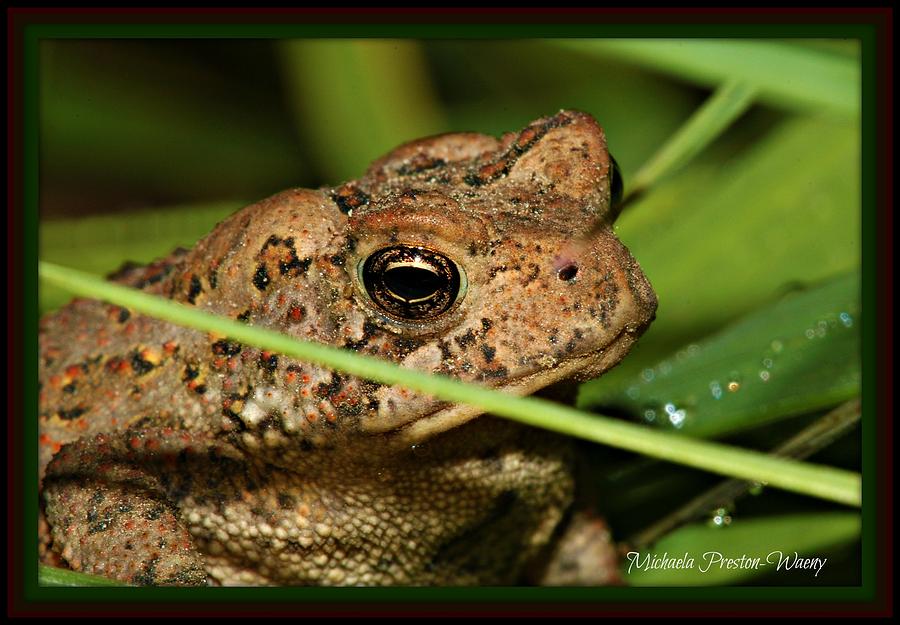 Nature Photograph - Frog by Michaela Preston