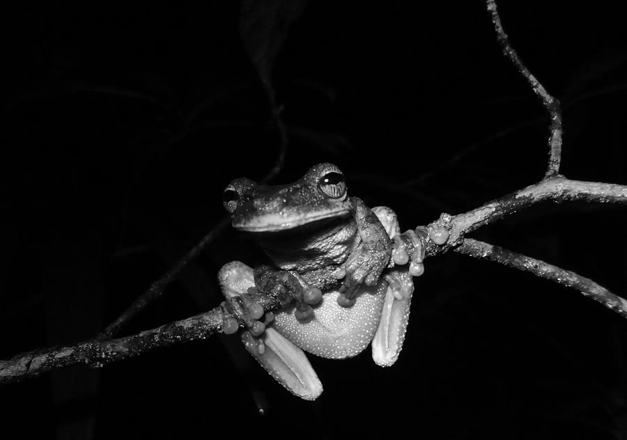 Frog Photograph - Frog Night by Sarah Pemberton