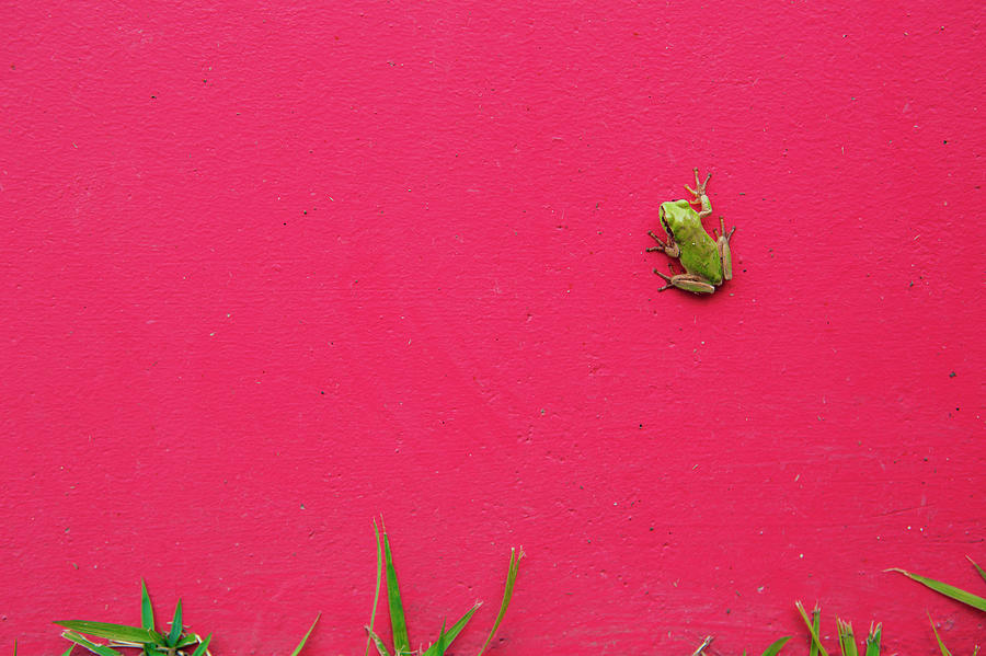 Frog Photograph by Noriaki Maeda