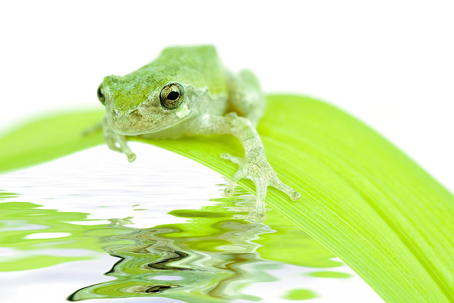 Frog on a leaf Photograph by Alexey Stiop