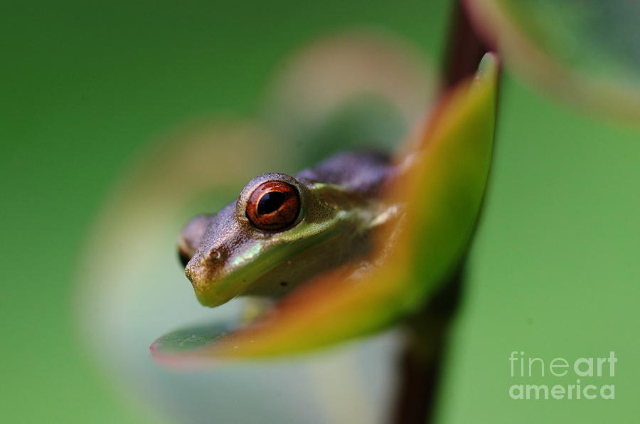 Frog on a Leaf Photograph by Don Youngclaus