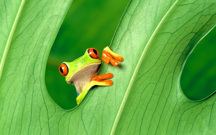 Frog On A Leaf Photograph by Movie Poster Prints