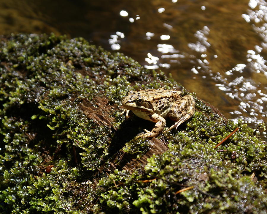 Frog on a Log 1 Photograph by Ben Upham III