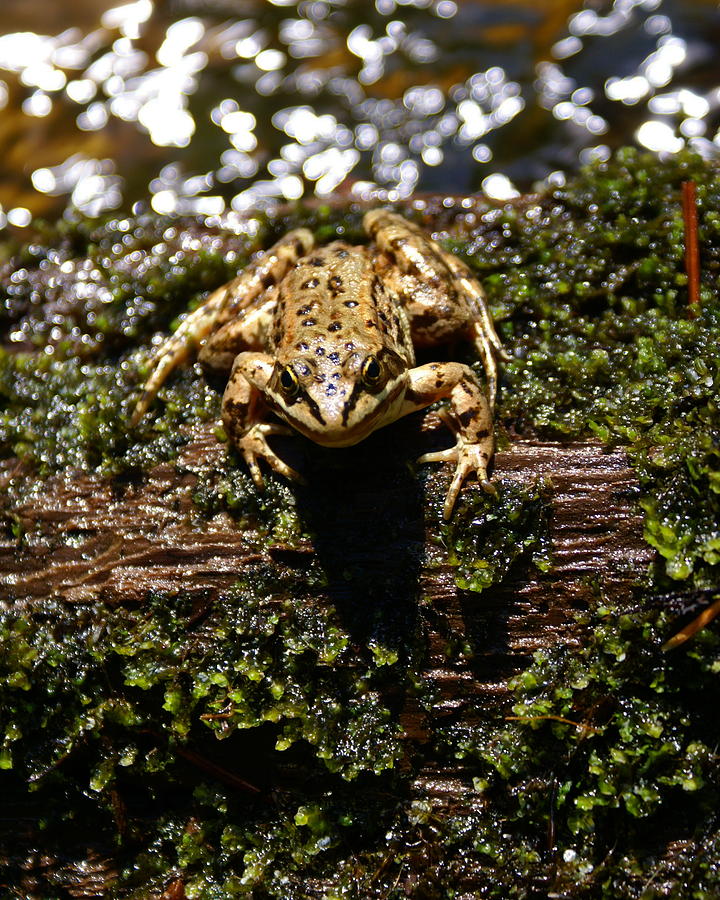 Frog on a Log 2 Photograph by Ben Upham III