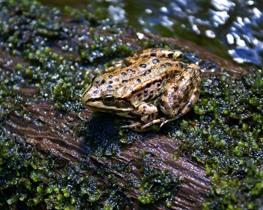 Frog on a Log 3 Photograph by Ben Upham III