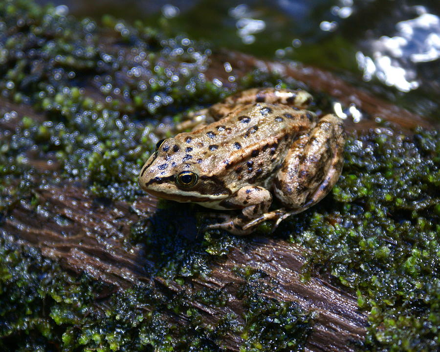 Frog on a Log 4 Photograph by Ben Upham III