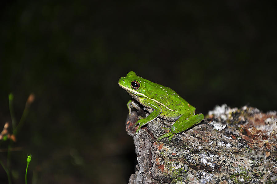 Frog on a Log Photograph by Al Powell Photography USA