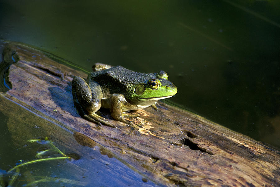 Frog On A Log Photograph by Christina Rollo