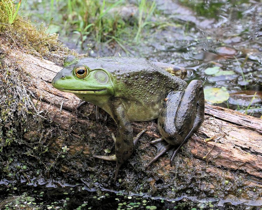 Frog on a log Photograph by Doris Potter