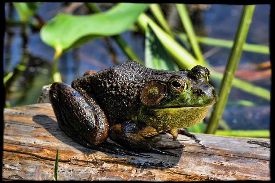 Amphibians Photograph - Frog On A Log by Jes Fritze